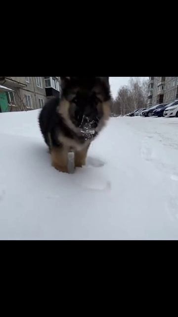 собакаиснег песик зимниеприключения игривость зима собачьярадость собака