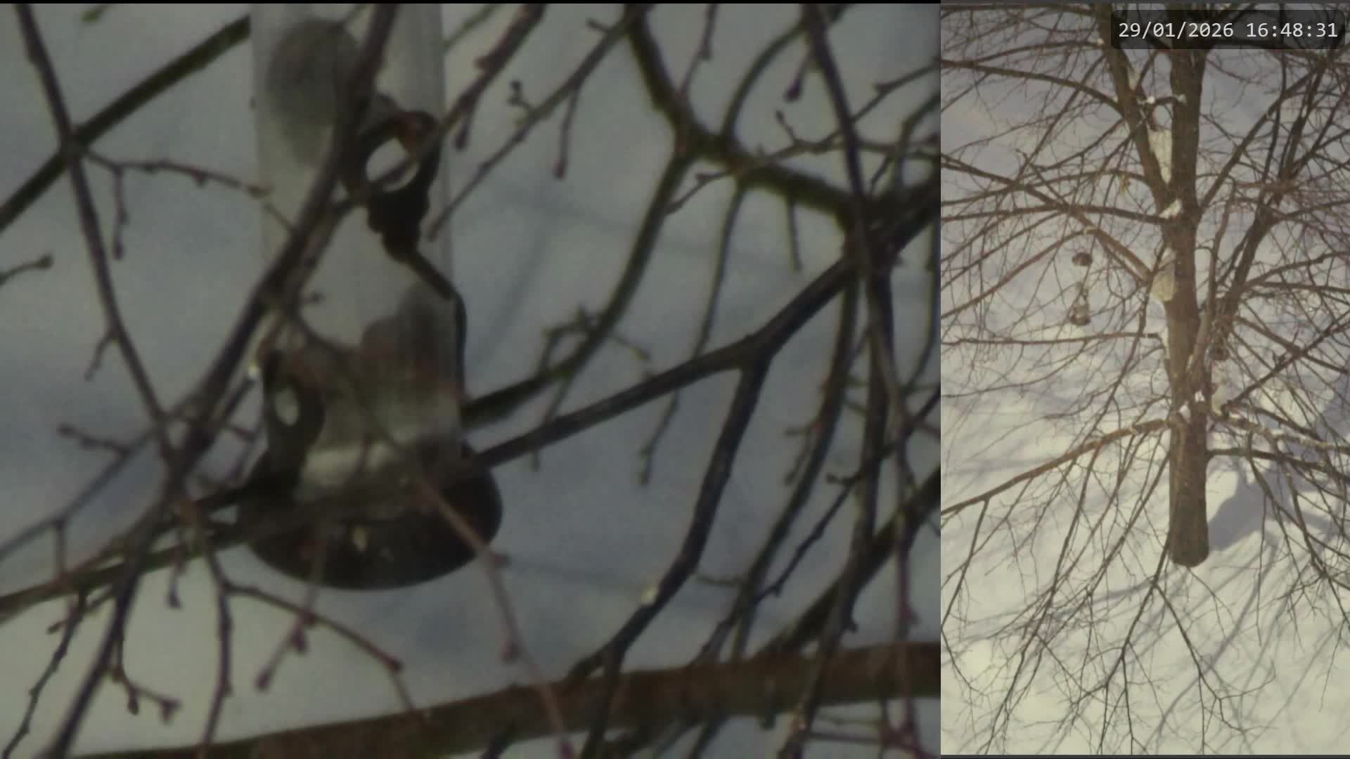 Кормушка для птиц 29.01.2026 смотреть онлайн