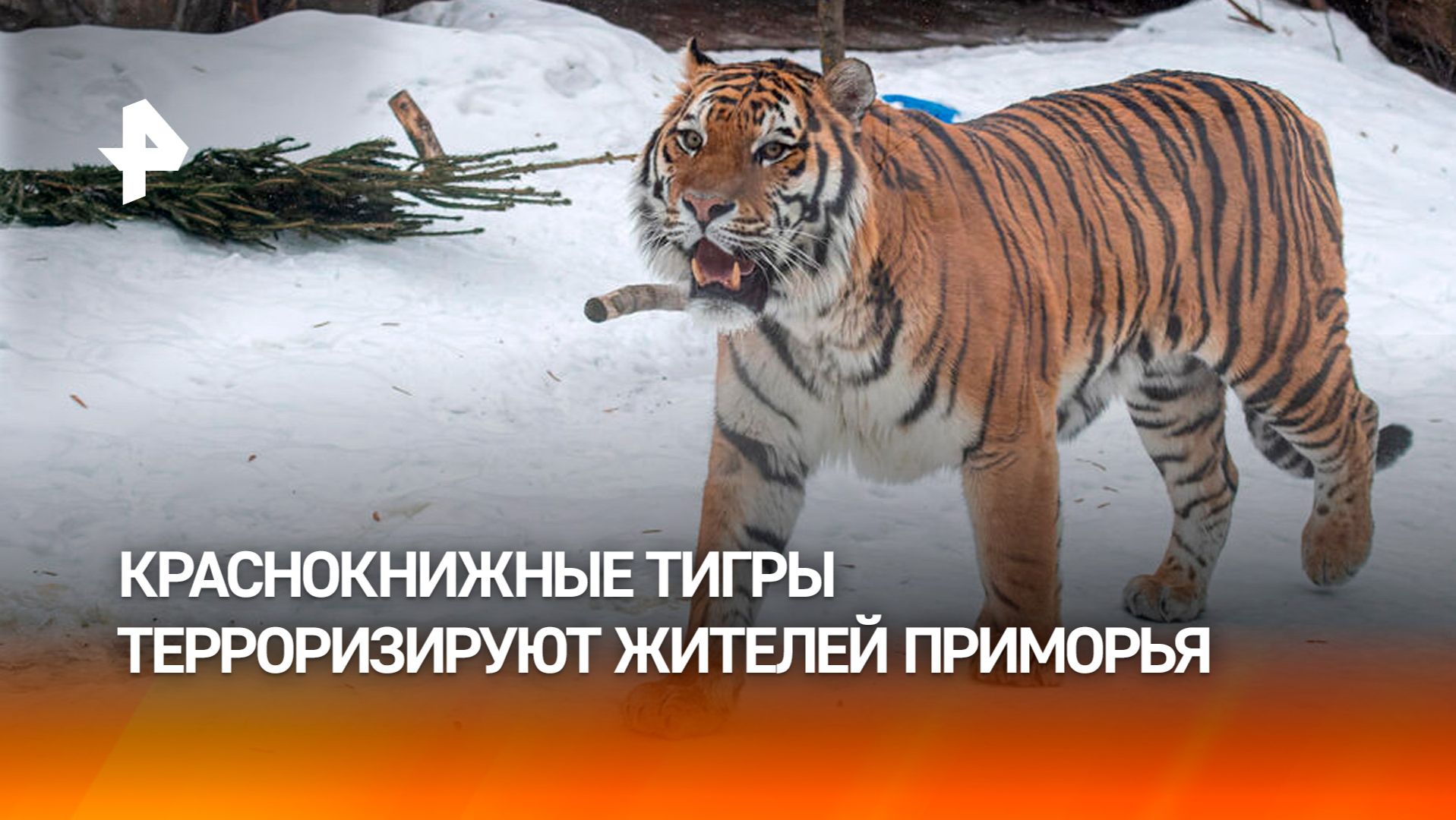 "Тут же находиться страшно": тигры держат в страхе жителей Приморья смотреть онлайн