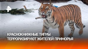 "Тут же находиться страшно": тигры держат в страхе жителей Приморья