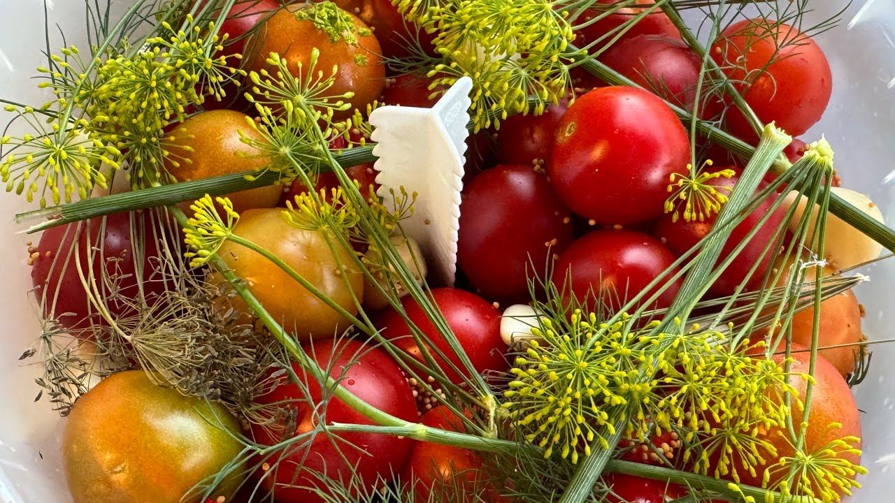 24.08.25 КВАСИМ помидоры. Убрала часть кустов томатов. смотреть онлайн