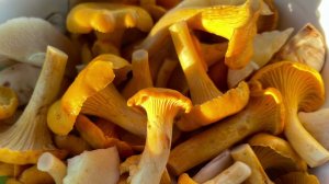 Лисички и маслята в сметане! Короткометражка