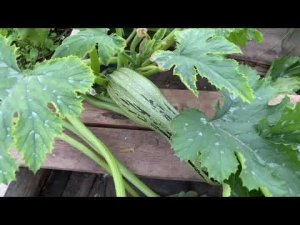 Влог вечер 24.09.21, грибов набрали, жарю. Что в теплице?