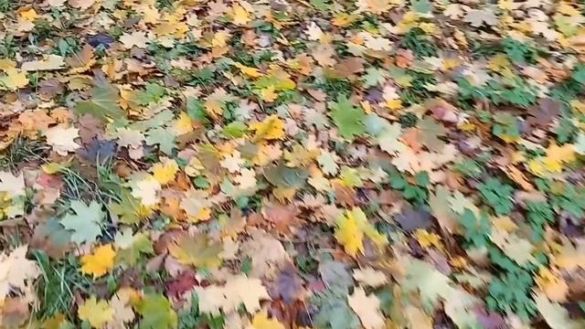 #вспомним шикарную осень смотреть онлайн