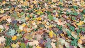 #вспомним шикарную осень