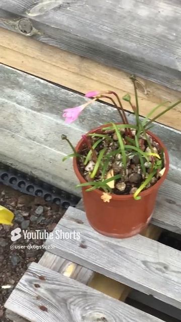 Ленинградская область. Хвойное. 06.08.2024. Цветы на даче.Зефирантес (выскочка) цветущий и в семенах смотреть онлайн