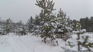 ПОСЛЕ СНЕГОПАДА