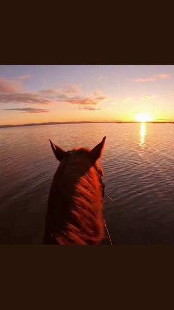 прогулканалошади прогулкаПоры отдыхналошади прогулка лошади канал