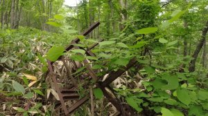 В бамбуковые джунгли за сокровищами