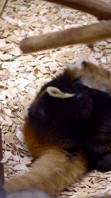 Эти забавные животные смотреть онлайн