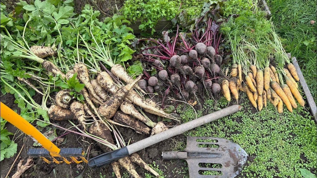 04.10.25 чеснок сажаю, пастернак еле откопали, мульча и природное земледелие - мысли вслух смотреть онлайн