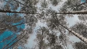 Поднимаем вибрации - берёзовый восторг