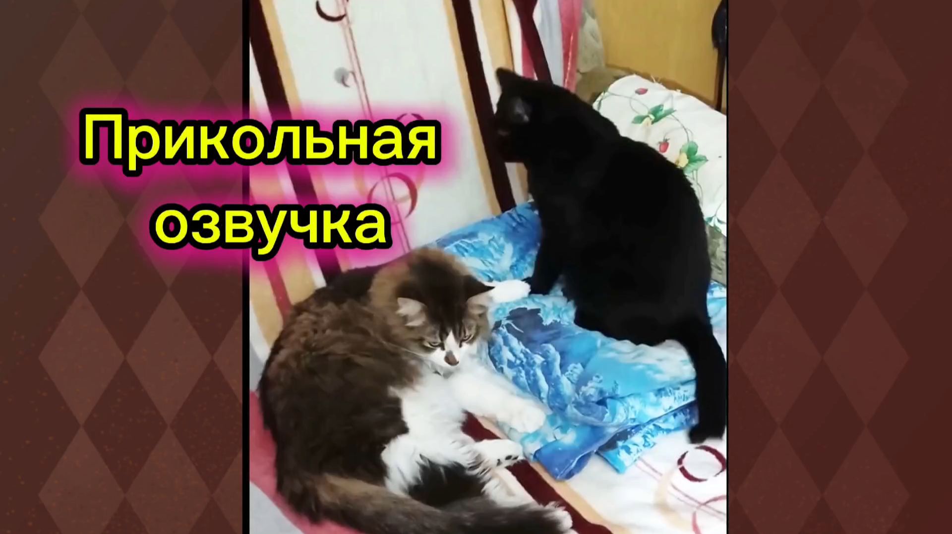 КОШКИ С ОЗВУЧКОЙ. смотреть онлайн