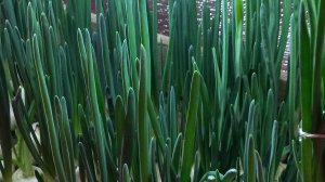 СТАРДАСТ ЛУЧШИЙ СОРТ ДЛЯ КОМНАТНОЙ ТЕПЛИЦЫ.