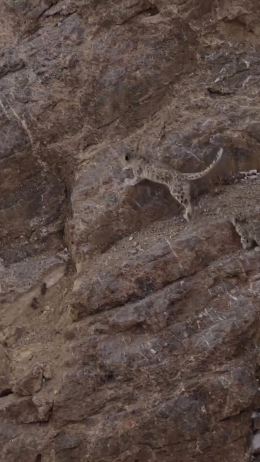 Самка снежного барса с двумя детенышами попала в кадр смотреть онлайн