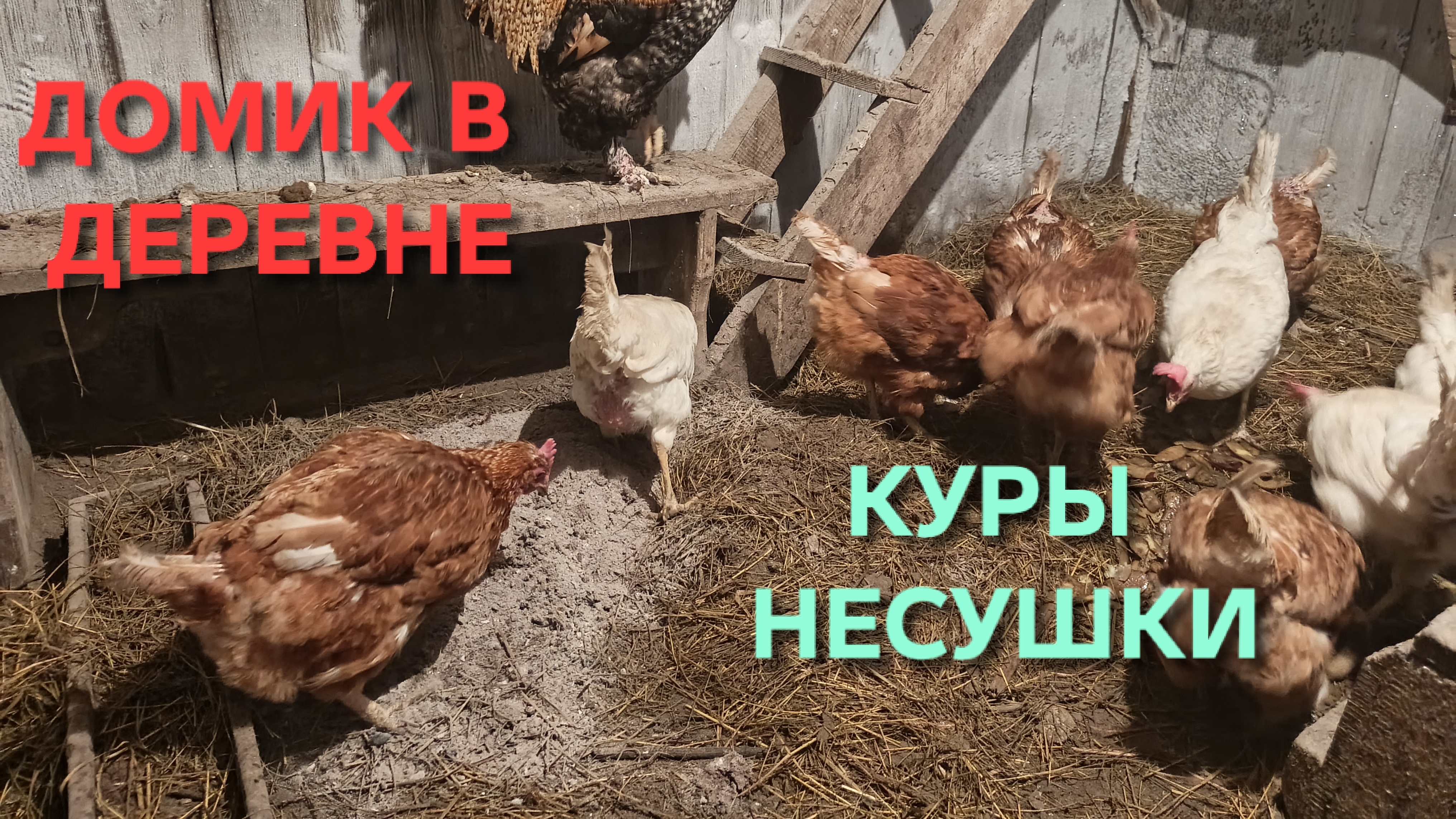 Жизнь в деревне Куры-несушки пережили морозы благодаря усиленному питанию и теплому курятнику смотреть онлайн