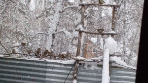 с добрым утром.Карта на корм зверятам 2202 2062 6013 7323