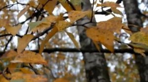 СПАСИБО, ЗА ПОДАРЕННУЮ ЖИЗНЬ! Выпуск № 14. Город Сясьстрой, Ленинградская область. Октябрь. 2017 год