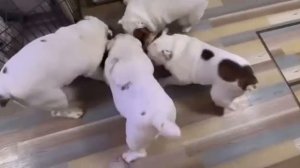 Натурально так ловили, угу 😆))