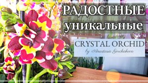 НОВЫЕ Сорта уже в CRYSTAL ORCHID! Обзор Свежей Поставки