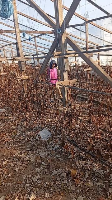 29.01.2026 подготовка теплицы к весне смотреть онлайн