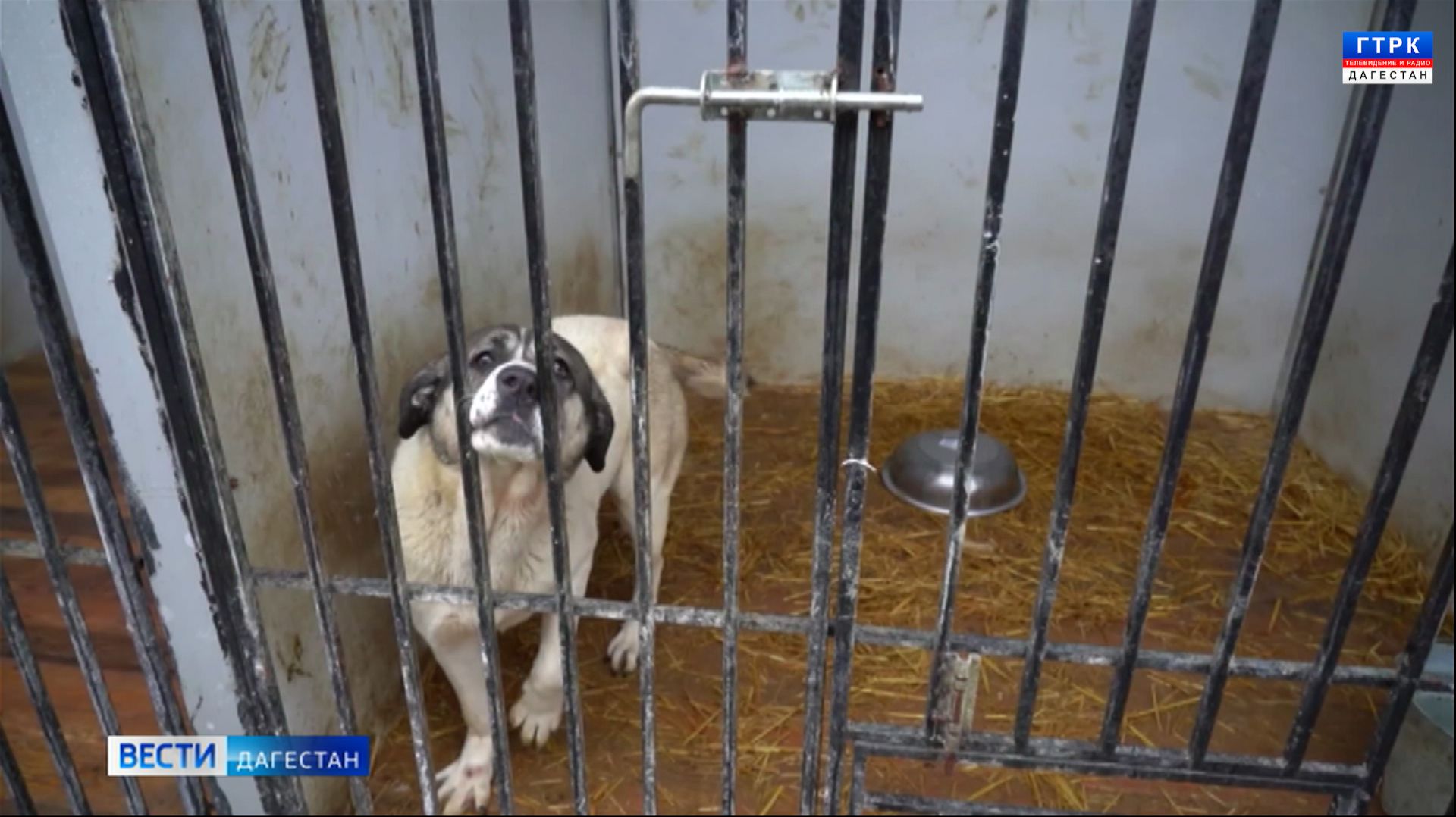 Руководство Дербента потребовало улучшить условия содержания собак в приюте смотреть онлайн