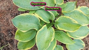 хоста Френсис Вильямс  в коллекции моего сада