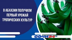 В Абхазии получили первый урожай тропических культур