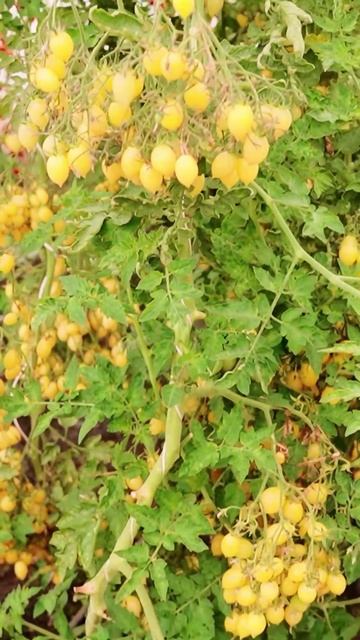 Кисти, словно гроздья винограда 💛🍅 смотреть онлайн