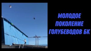 Торцовые Голуби БК. Подрастающее поколение.