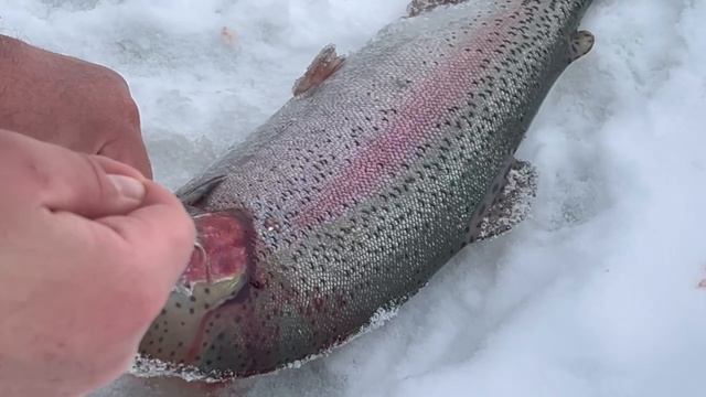 Поимка форели смотреть онлайн