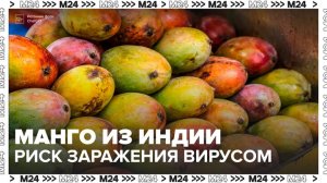В СМИ сообщили об опасности заражения вирусом Нипах через манго из Индии - Москва 24
