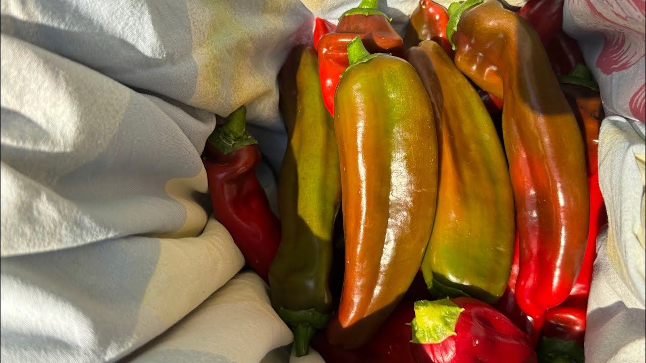 22.08.25 ПЕРЦЫ плохо растут, как дозарить и заставить побольше вырасти смотреть онлайн