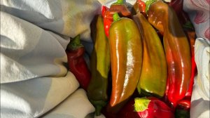 22.08.25 ПЕРЦЫ плохо растут, как дозарить и заставить побольше вырасти