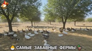 Веселые фермы и выращивание птиц, животных и растений (14)