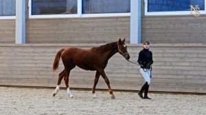 FINALLY HERE FON NEVERLAND