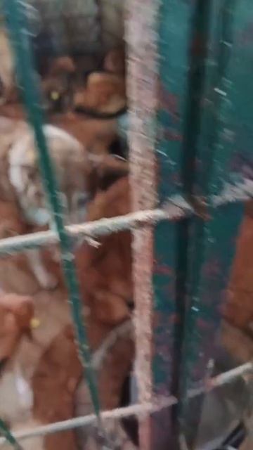 Уфа, Башкирия
Мы кричим 🆘🆘🆘🆘🆘🆘
Россия, откликнись 🙏
Смертники в башкирском отлове😭😭
Помоги смотреть онлайн