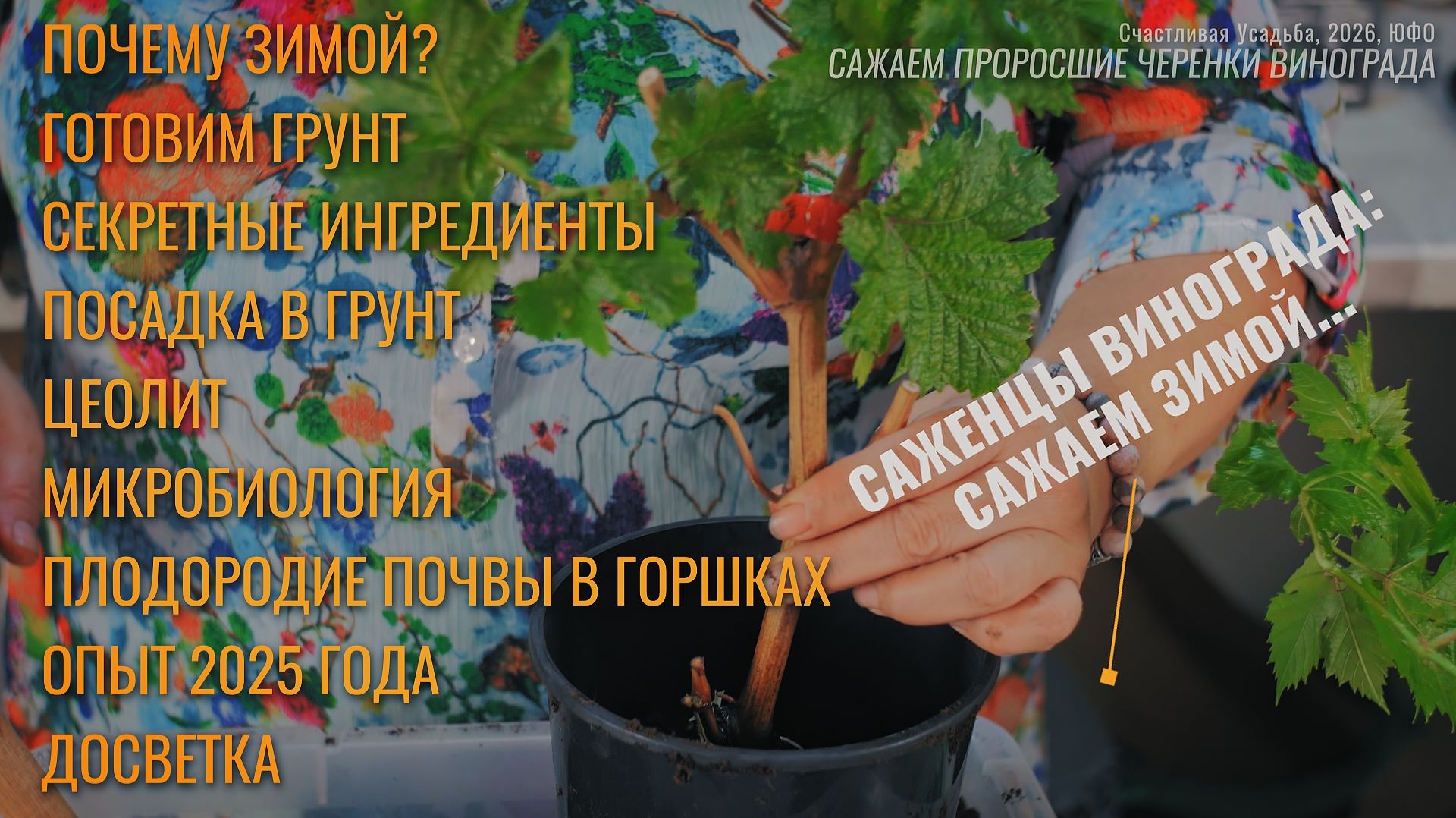 Посадка проросших черенков винограда зимой. Зачем? смотреть онлайн