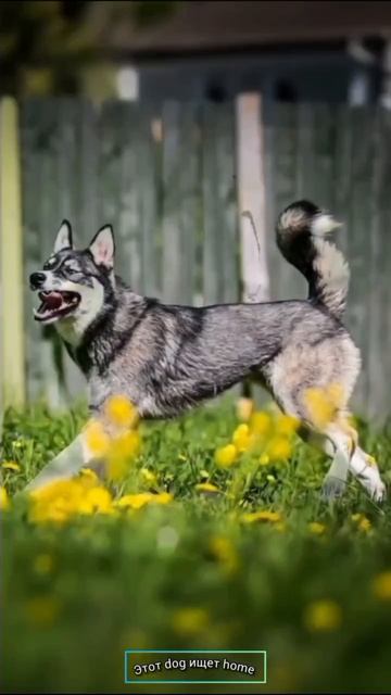 Мой шанс на жизнь #dog #animals #cat #shortvideo Мой шанс на жизнь #dog #animals #cat #shortvideo