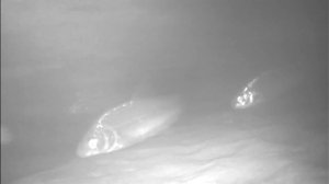 Сиги Северной Двины