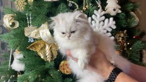 Черилин Мирада Дель Мар (2)