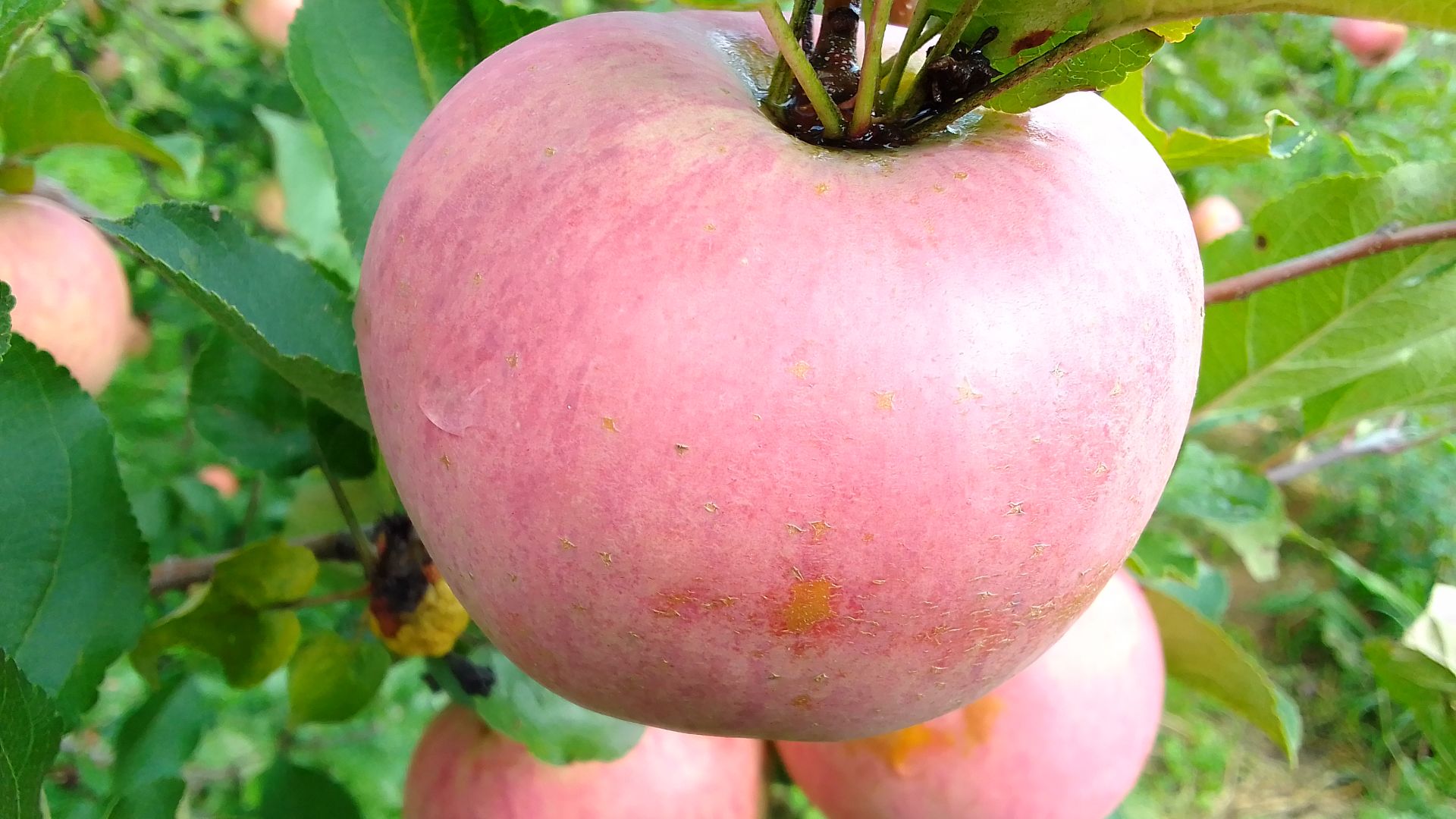 а про сливы то забыл!