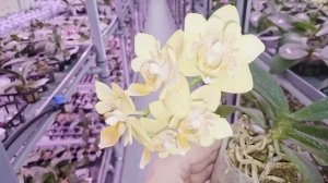 Фаленопсис little emperor 560 peloric