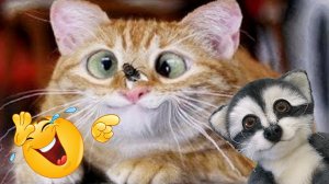 СМЕШНЫЕ ЖИВОТНЫЕ 😂 ПРИКОЛЫ С КОТАМИ. СМОТРИМ ВИДЕО ВМЕСТЕ С СЁМОЙ