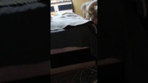 VID_20260129_180514.mp4