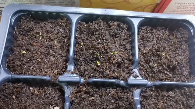 Всходы петунии. Цветёт очередная красота!