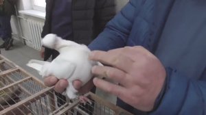 Ярмарка голубей. Рязань 19 февраля 2022 года. Праздник для голубевода! (1 серия) (1)