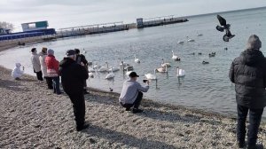 Анапа продолжает радовать теплом! Лебеди на пляже Высокий Берег. 29 января 2026. 14.00