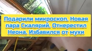 Подарили микроскоп. Новая пара Скалярий. Отнерестил Неона. Избавился от мухи