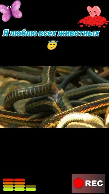 Я люблю всех животных😇 смотреть онлайн